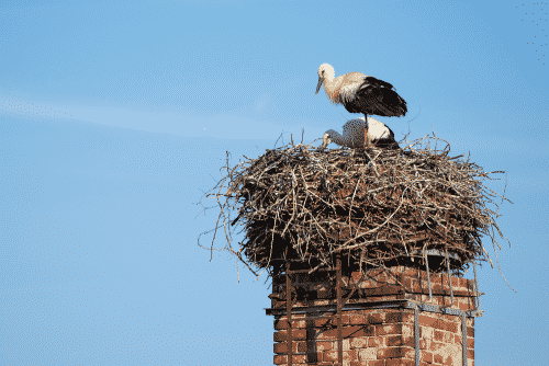 bird in chimney, histoplasmosis risk