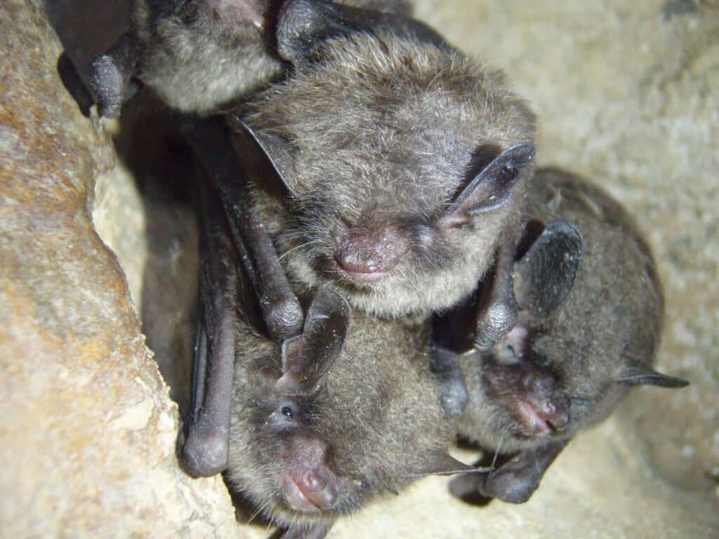 Chimney Sweep Bats