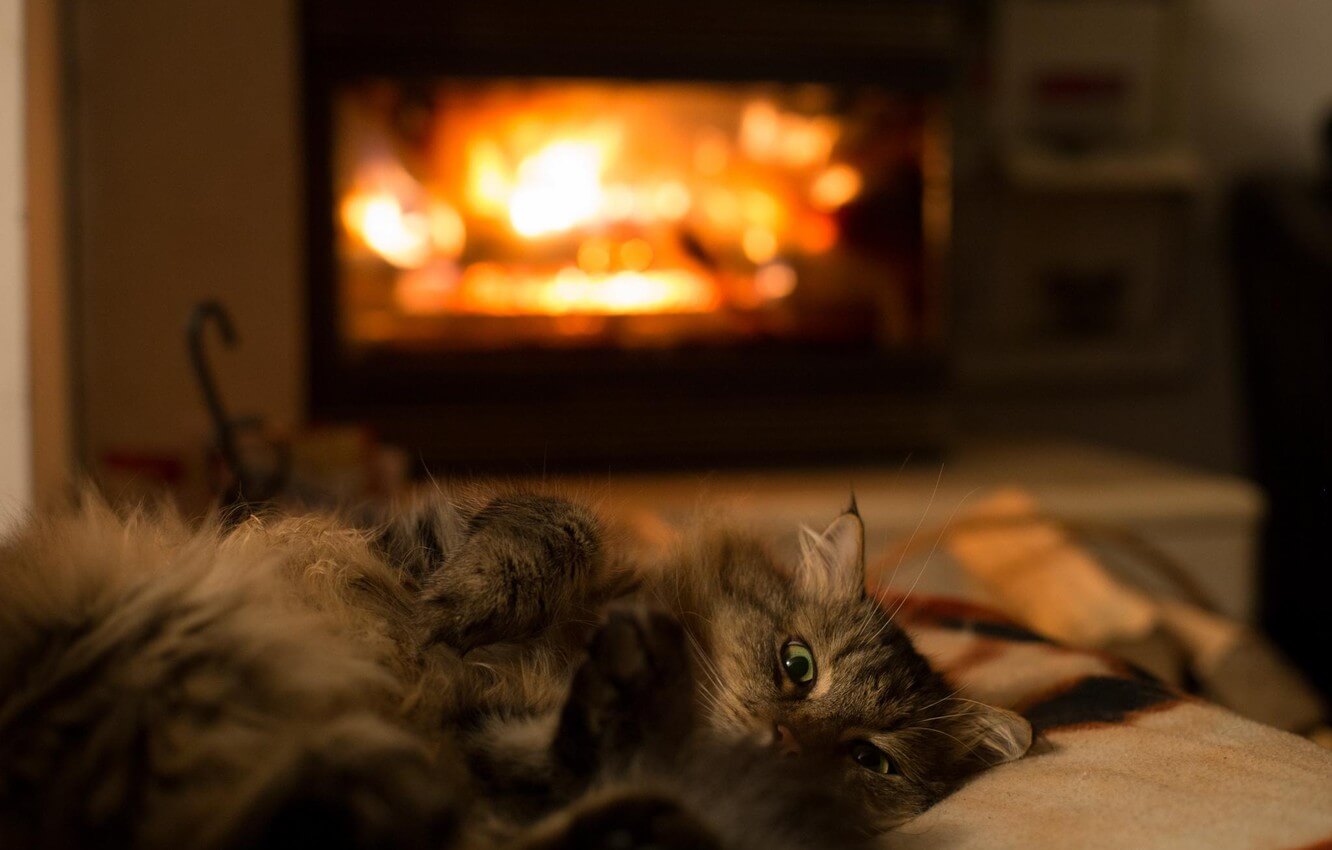 cat by the fire