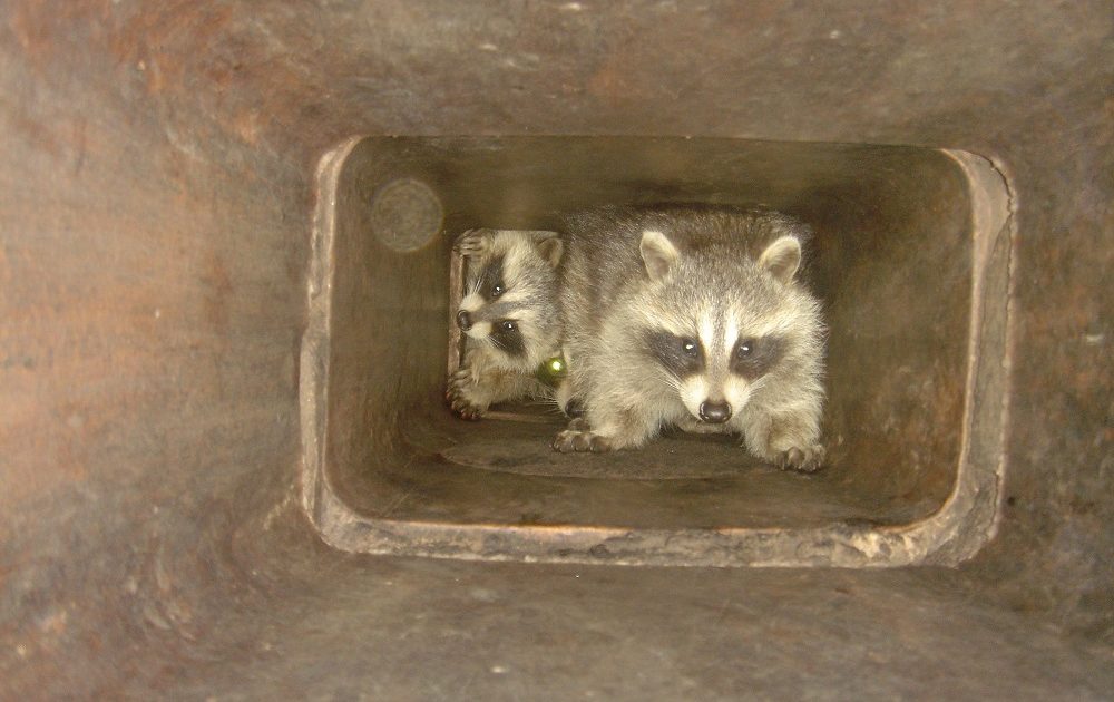 Chimney Animal Removal Mobile AL