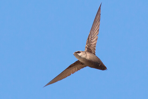Chimney swift flying around