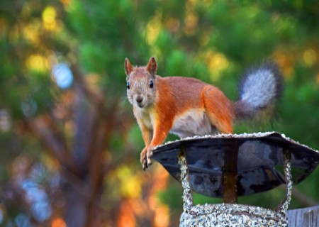 squirrel on chimney cap