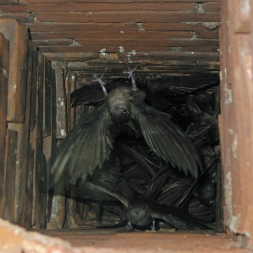 Chimney swift birds in brick chimney