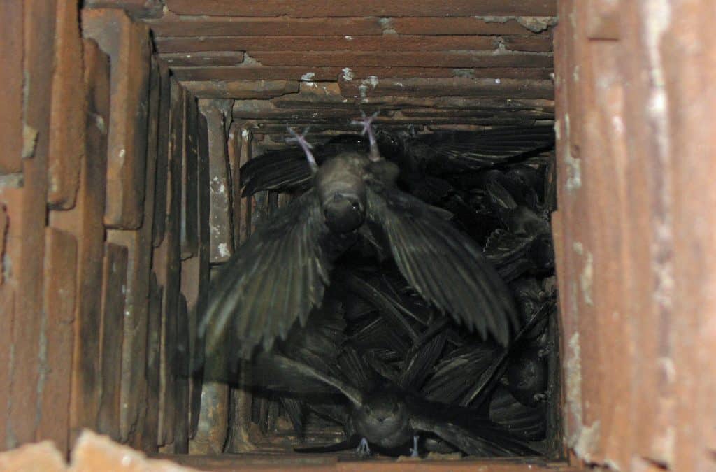 Chimney Swifts in Chimney