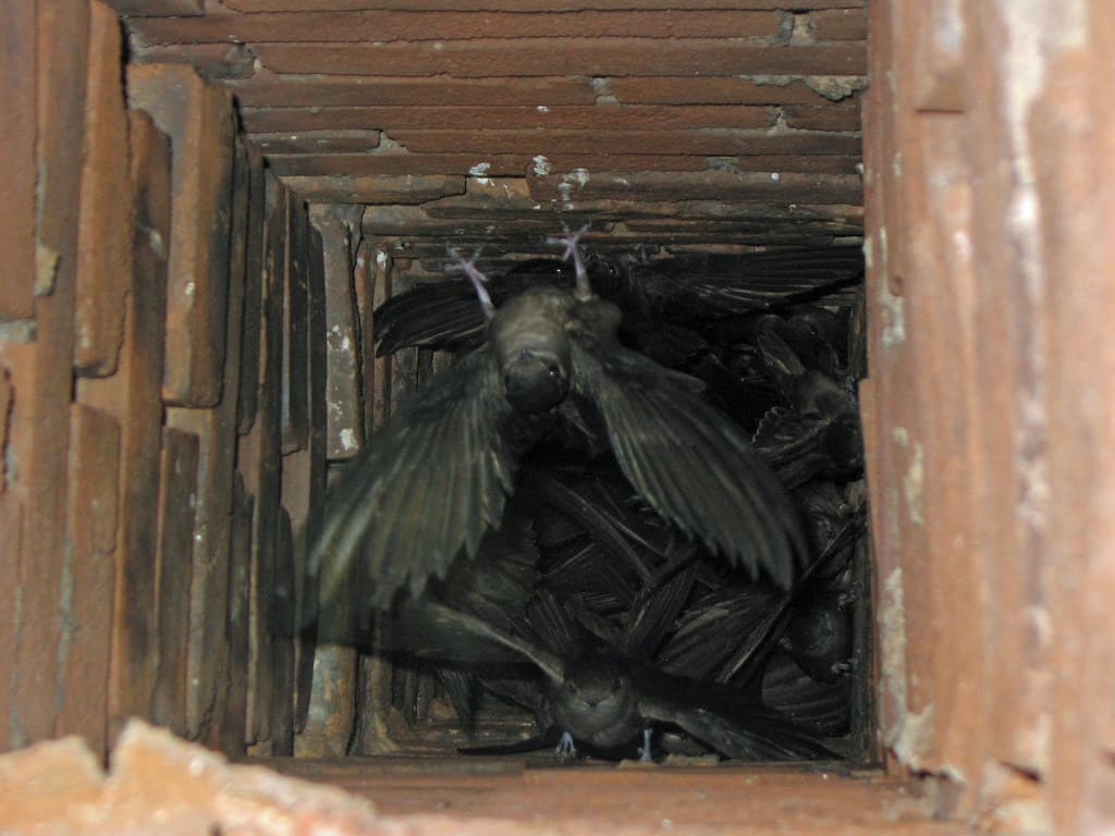 Chimney swifts in chimney