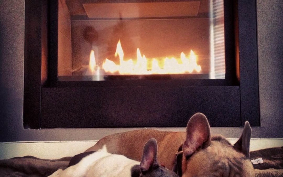 Dogs by Fire