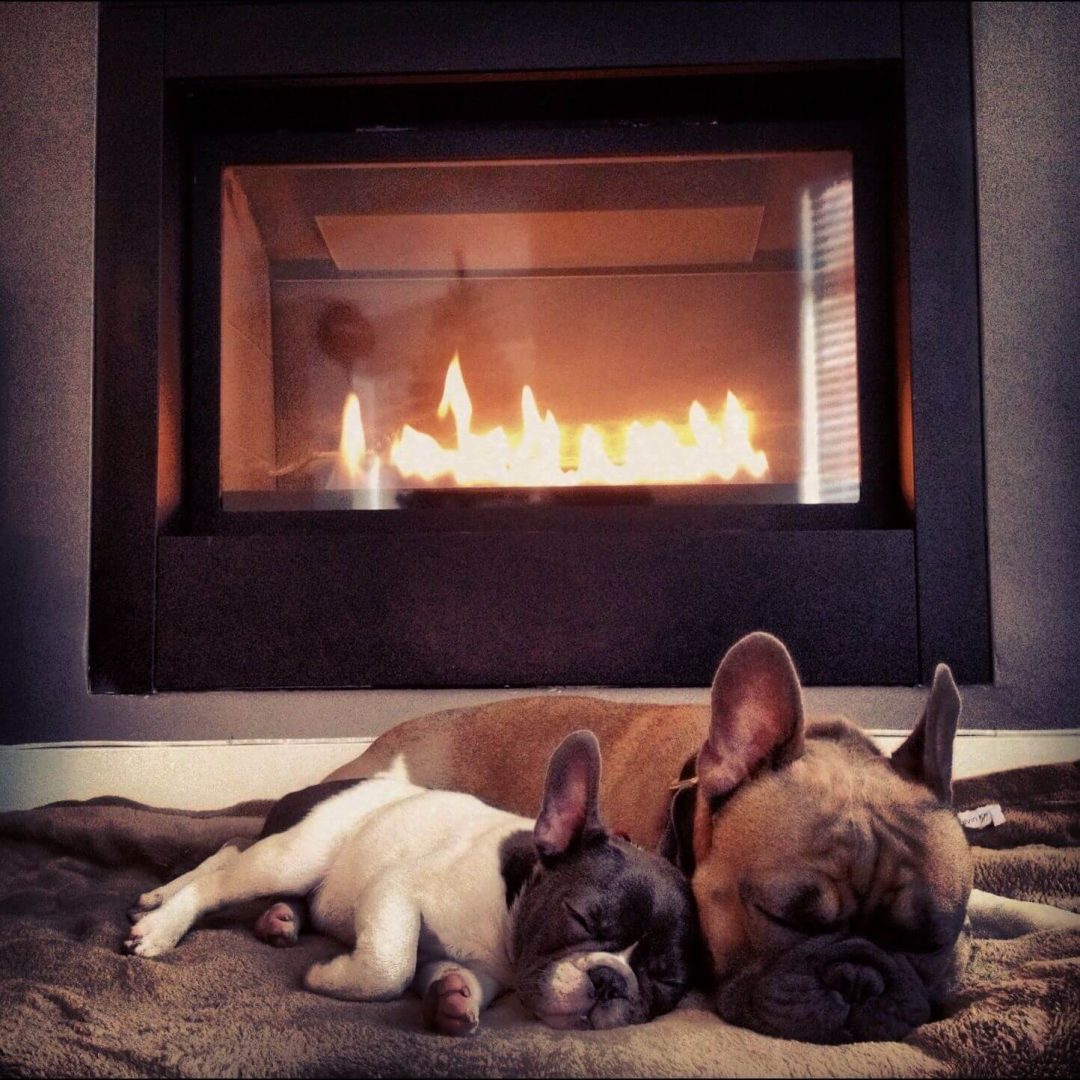 Dogs by fire