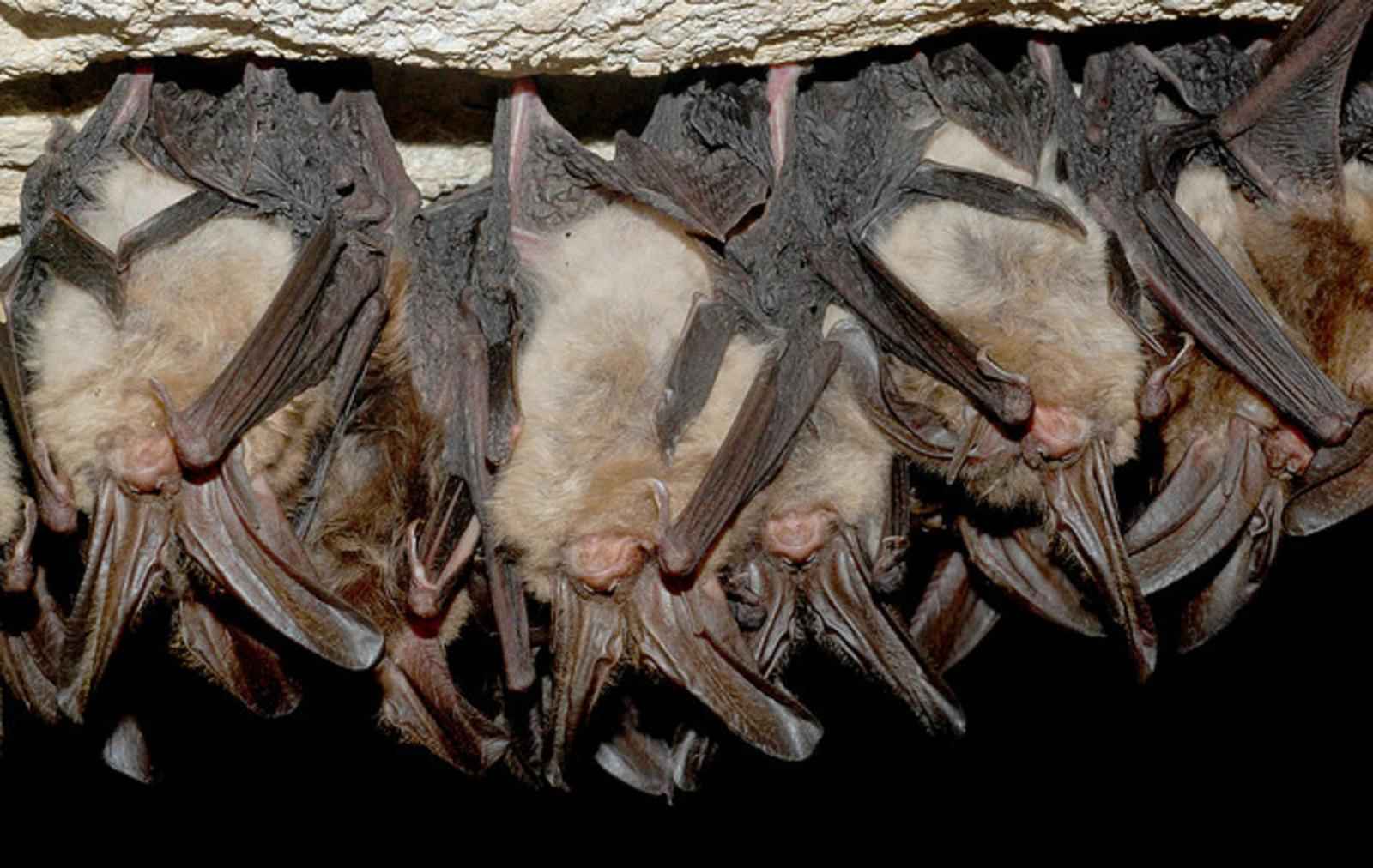 Hibernating bats