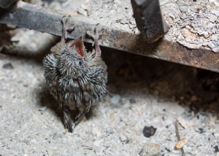 small baby bird in a chimney