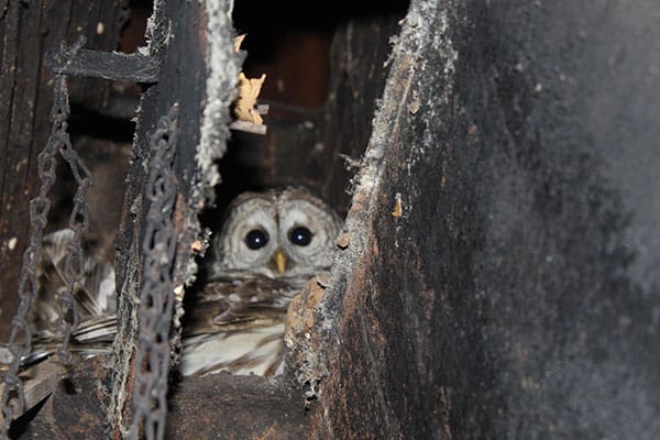 Owl inside of chimney