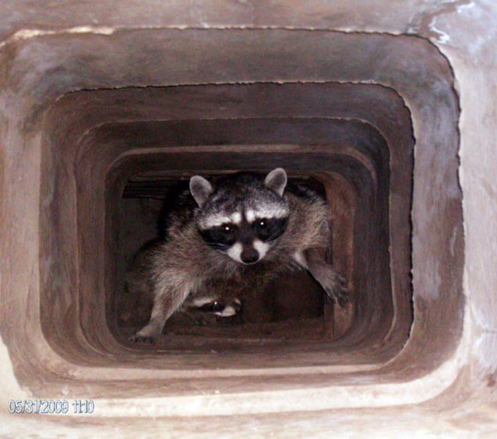 coon in a hole
