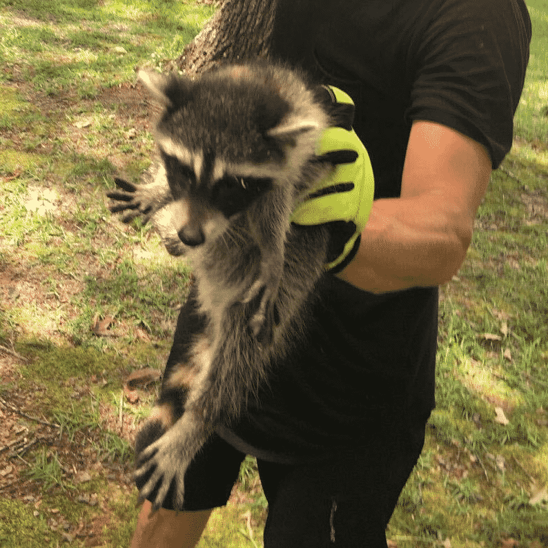 Raccoon found by Sootmaster Chimney Sweep Albertville