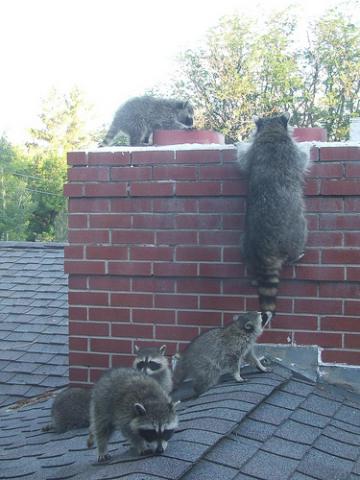 opossums in chimney``